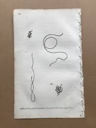 Attēlu rezultāti vaicājumam “Gordius aquaticus”