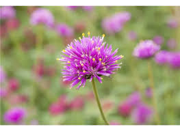 Image result for Kugelamarant