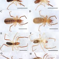 Attēlu rezultāti vaicājumam “Diderma deplanatum spores”