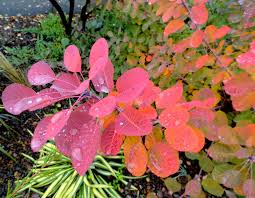 Attēlu rezultāti vaicājumam “Cotinus coggygria leaf”