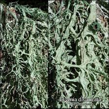 Attēlu rezultāti vaicājumam “Evernia divaricata”