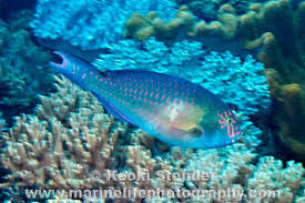 Image result for Calotomus carolinus