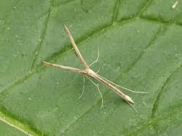 Attēlu rezultāti vaicājumam “Pterophoridae”