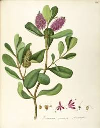 Attēlu rezultāti vaicājumam “Scrophulariaceae”
