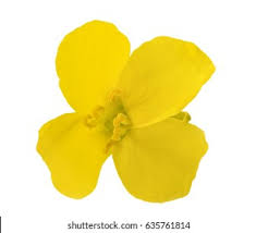 Attēlu rezultāti vaicājumam “Brassica napus flower”