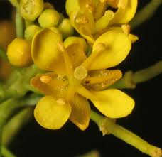 Attēlu rezultāti vaicājumam “Rorippa sylvestris flower”