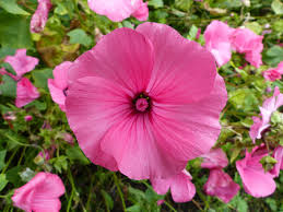Image result for Lavatera trimestris