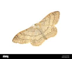 Attēlu rezultāti vaicājumam “Idaea aversata”