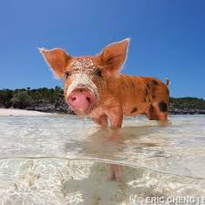 Bildresultat för pigs