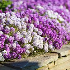 Image result for Alyssum diffusum