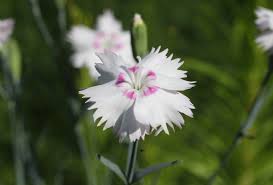 Image result for Nelke