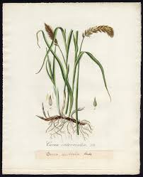 Attēlu rezultāti vaicājumam “Carex disticha”