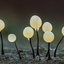 Attēlu rezultāti vaicājumam “Comatricha pulchella macro”