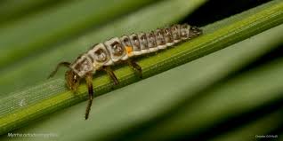 Attēlu rezultāti vaicājumam “Myrrha octodecimguttata”