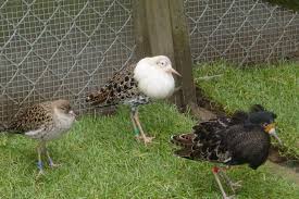 Attēlu rezultāti vaicājumam “Philomachus pugnax adult”