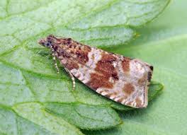 Attēlu rezultāti vaicājumam “Orthotaenia undulana”