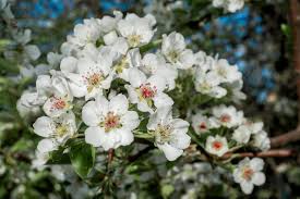 Attēlu rezultāti vaicājumam “Pyrus communis flower”