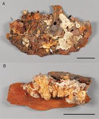 Attēlu rezultāti vaicājumam “Tremella encephala”