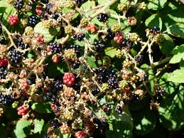 Image result for Rubus sectio