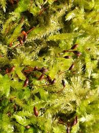 Attēlu rezultāti vaicājumam “Brachythecium rutabulum”