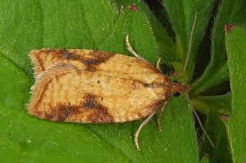 Attēlu rezultāti vaicājumam “Acleris aspersana”