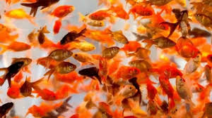 Image result for 金魚