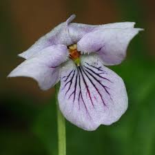Attēlu rezultāti vaicājumam “Viola palustris”