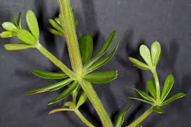 Attēlu rezultāti vaicājumam “Galium album leaf”