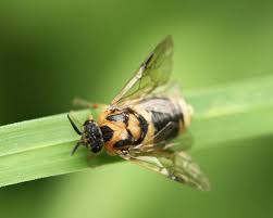 Attēlu rezultāti vaicājumam “Diprion pini female”