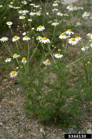 Attēlu rezultāti vaicājumam “Tripleurospermum inodorum leaf”