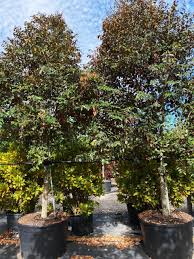 Attēlu rezultāti vaicājumam “Campylium chrysophyllum”