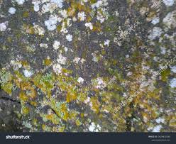 Attēlu rezultāti vaicājumam “Phlyctis agelaea”