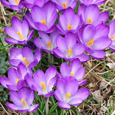 Attēlu rezultāti vaicājumam “Crocus”