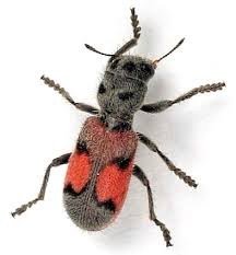 Attēlu rezultāti vaicājumam “Cleridae”