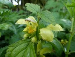 Attēlu rezultāti vaicājumam “Lamiastrum galeobdolon bud”
