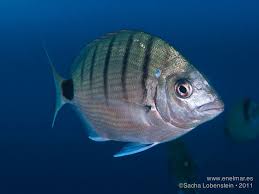 Image result for Diplodus cadenati