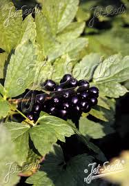 Attēlu rezultāti vaicājumam “Actaea spicata fruit”