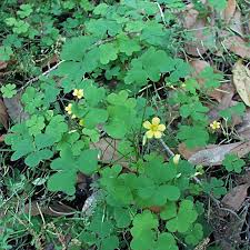 Attēlu rezultāti vaicājumam “Oxalis corniculata”