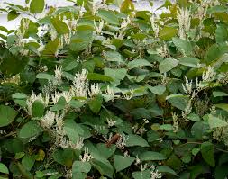 Attēlu rezultāti vaicājumam “Reynoutria sachalinensis”