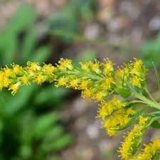 Attēlu rezultāti vaicājumam “Grynocharis oblonga”