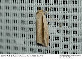 Attēlu rezultāti vaicājumam “Mythimna flammea”