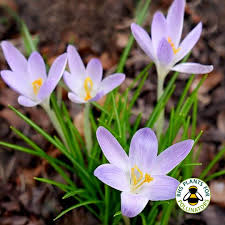 Attēlu rezultāti vaicājumam “Crocus tommasinianus flower”