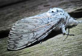 Attēlu rezultāti vaicājumam “Anacampsis blatariella”