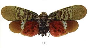 Attēlu rezultāti vaicājumam “Lycogala persicum macro”