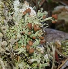 Attēlu rezultāti vaicājumam “Cladonia phyllophora”