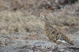 Attēlu rezultāti vaicājumam “Lagopus lagopus female”