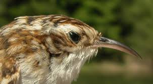 Attēlu rezultāti vaicājumam “Certhia familiaris adult”