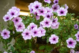 Image result for Petunia hybrida