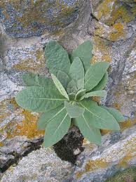 Attēlu rezultāti vaicājumam “Verbascum thapsus”