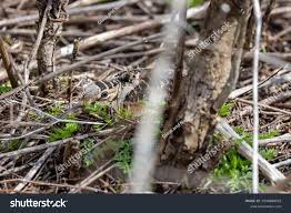Attēlu rezultāti vaicājumam “Scolopax rusticola nest”